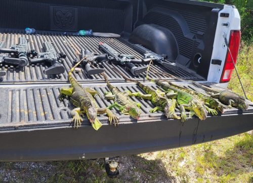 Iguana Catch 09242024